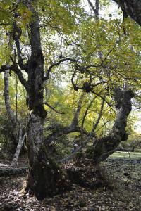 Dehesa boyal de Somosierra 26 octubre de 2019 023