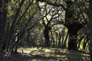 Dehesa boyal de Somosierra 26 octubre de 2019 023 