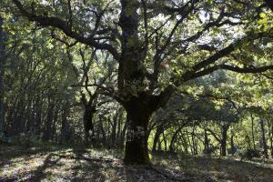 Dehesa boyal de Somosierra 26 octubre de 2019 024 