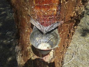 Casa Encendida. Pinares resineros de Coca. 14 Junio 2014