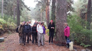 Salida al Pino de la Cadena