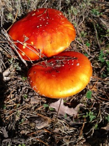 Salida Rebollo de la Maleza.