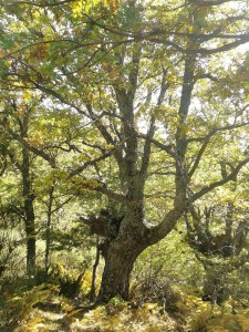 Salida Rebollo de la Maleza.