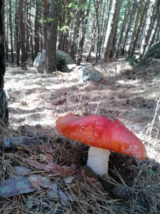 Salida Rebollo de la Maleza.