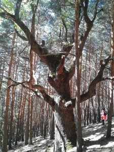 Rebollo de la Maleza