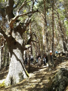 Rebollo de la Maleza