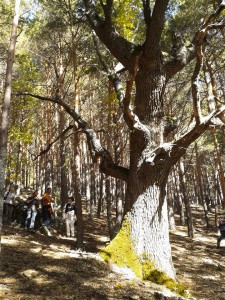 Casa Encendida. El Rebollo de la Maleza. Lozoya 18 Octubre 2014