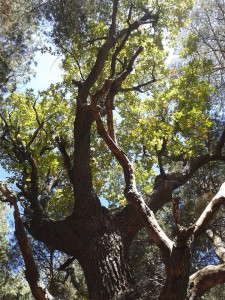 Rebollo de la Maleza