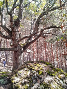 Salida Rebollo de la Maleza.