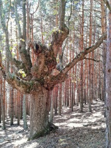 Salida Rebollo de la Maleza.