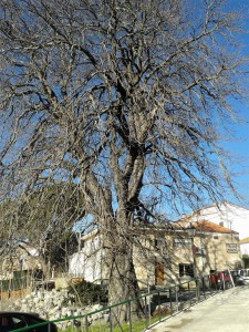 Castaño de Indias. Precatalagodo