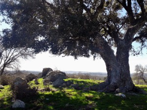Alcornoque centenario de Collado M.