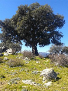 Alcornoque centenario de Collado M.