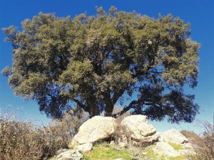 "Alcornoques Centenarios de Collado Mediano -  Sierra El Castillo".8 Marzo 2015