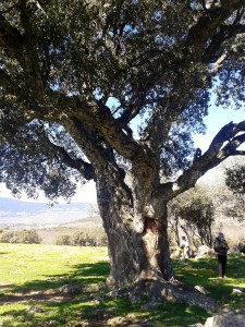 Alcornoque centenario de Collado M.