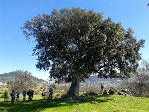 Alcornoque centenario de Collado M.