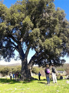 Alcornoque centenario de Collado M.