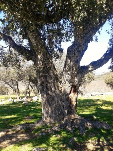 Alcornoque centenario de Collado M.
