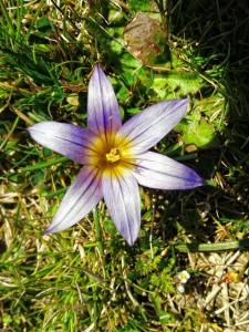 Merendera en la dehesa