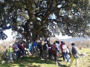 Alcornoque de la Dehesa.