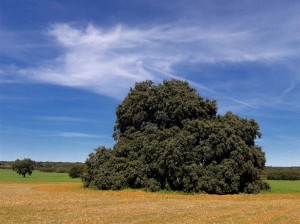 Olmo de Nuevo Baztán y encina de La Pica. 28 marzo 2015