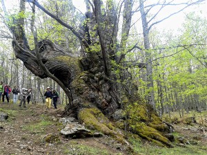 Casa Encendida. Castañar del Tiemblo - Valle de Iruelas. 25 abril 2015