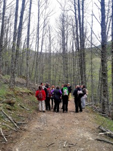 Castañar del Tiemblo. 