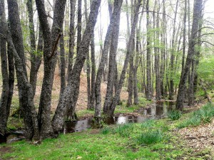 Castañar del Tiemblo. 