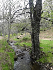 Castañar del Tiemblo.    