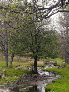 Castañar del Tiemblo. 
