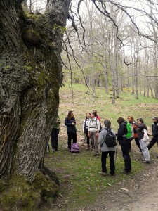 Castañar del Tiemblo.  