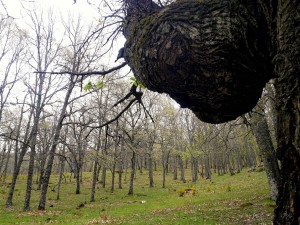 Castañar del Tiemblo. 