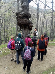 Castañar del Tiemblo.   