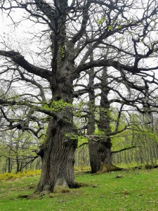Castañar del Tiemblo. 
