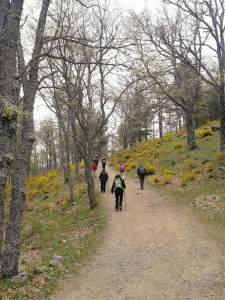 Castañar del Tiemblo.  