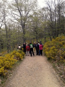Castañar del Tiemblo. 