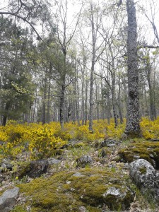 Castañar del Tiemblo. 