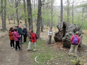 Castañar del Tiemblo.   
