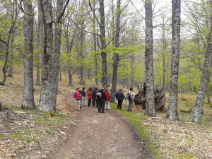 Castañar del Tiemblo. 