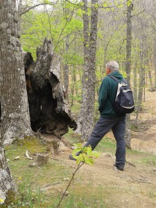 Castañar del Tiemblo. 