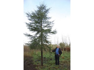 Cedro del Líbano, Ballinderry, Nenagh, Co Tipperary, Irlanda