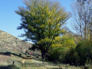 Chopo cabecero del Remolinar, Aguilar del Alfambra, Aragón, Espana