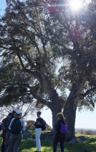 Alcornoque centenario de Collado M.