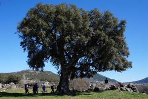 Alcornoque centenario de Collado M.
