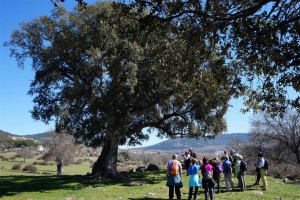 Alcornoque centenario de Collado M.