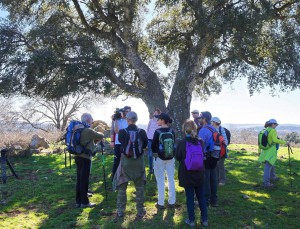 Alcornoque centenario de Collado M.