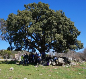Alcornoque de la Dehesa.