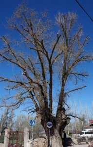   Olmo de Nuevo Baztán   