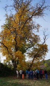 Nogal de Horcajo de la Sierra                 