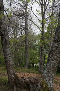 Castañar del Tiemblo